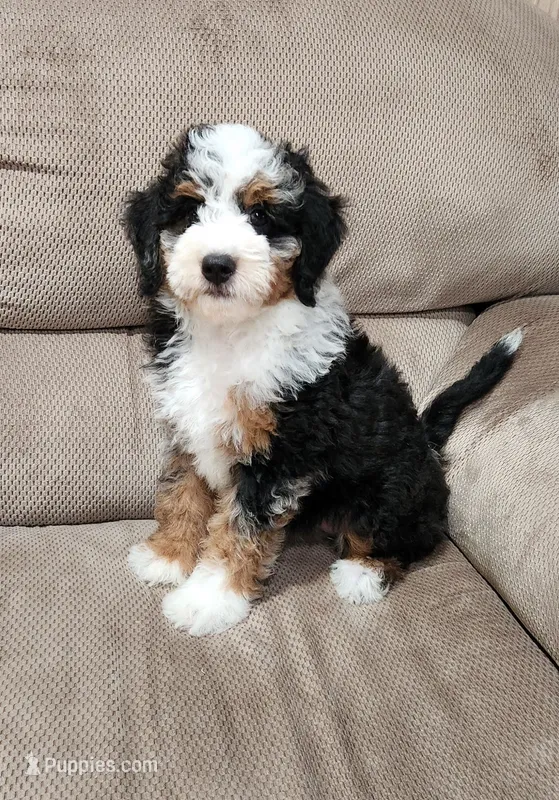 Gracie – Miniature Bernedoodle puppy for sale in Odon, IN