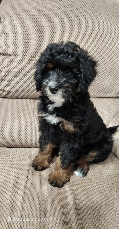 Piper – Miniature Bernedoodle puppy for sale in Odon, IN
