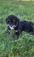 Callie, a female Miniature Bernedoodle for sale in Odon, IN – 3 of 4