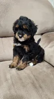 Bandit , a male Miniature Bernedoodle for sale in Odon, IN – 4 of 5