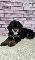 Callie, a female Miniature Bernedoodle for sale in Odon, IN – 4 of 4