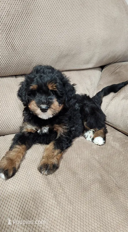 Bandit  – Miniature Bernedoodle puppy for sale in Odon, IN