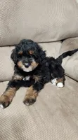Bandit , a male Miniature Bernedoodle for sale in Odon, IN – 1 of 5