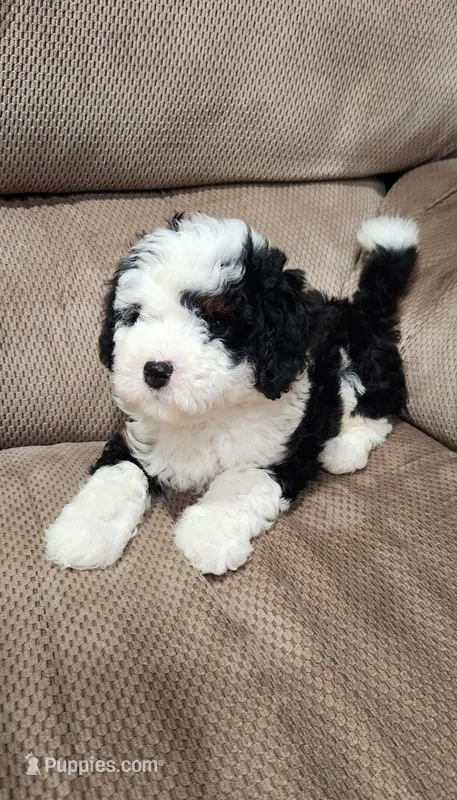 Waylon – Miniature Bernedoodle puppy for sale in Odon, IN