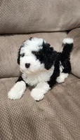 Waylon, a male Miniature Bernedoodle for sale in Odon, IN – 1 of 6