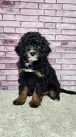 Piper, a female Miniature Bernedoodle for sale in Odon, IN – 2 of 4