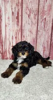 Benny, a male Miniature Bernedoodle for sale in Odon, IN – Photo 3 of 4