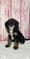 Benny, a male Miniature Bernedoodle for sale in Odon, IN – Photo 4 of 4