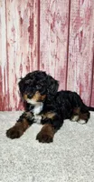Benny, a male Miniature Bernedoodle for sale in Odon, IN – Photo 2 of 4