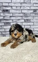 Jax, a male Miniature Bernedoodle for sale in Odon, IN – 2 of 6