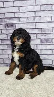 Mia, a female Miniature Bernedoodle for sale in Odon, IN – 2 of 5