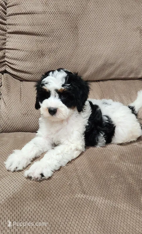 Bella – Miniature Bernedoodle puppy for sale in Odon, IN