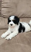 Bella, a female Miniature Bernedoodle for sale in Odon, IN – 1 of 4