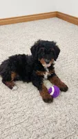 Mia, a female Miniature Bernedoodle for sale in Odon, IN – 3 of 5