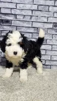 Waylon, a male Miniature Bernedoodle for sale in Odon, IN – 3 of 6