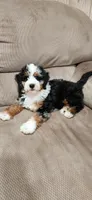 Gracie, a female Miniature Bernedoodle for sale in Odon, IN – 4 of 4