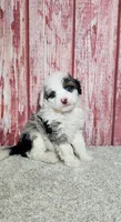 Waylon, a male Miniature Bernedoodle for sale in Odon, IN – Photo 2 of 4