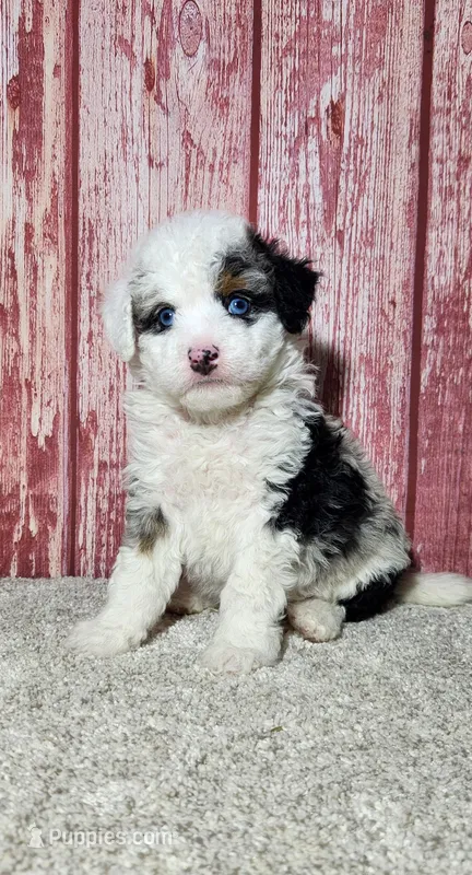 Waylon – Miniature Bernedoodle puppy for sale in Odon, IN