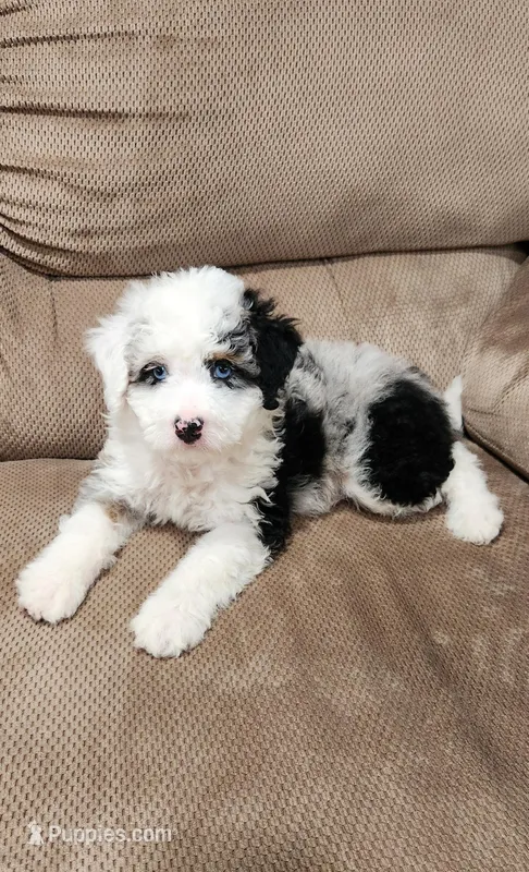 Waylon – Miniature Bernedoodle puppy for sale in Odon, IN