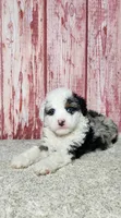 Waylon, a male Miniature Bernedoodle for sale in Odon, IN – Photo 4 of 4