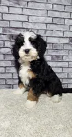 Piper, a male Miniature Bernedoodle for sale in Odon, IN – 2 of 4