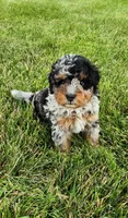 Jax, a male Miniature Bernedoodle for sale in Odon, IN – 4 of 6
