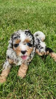 Tilly, a female Miniature Bernedoodle for sale in Odon, IN – 1 of 4