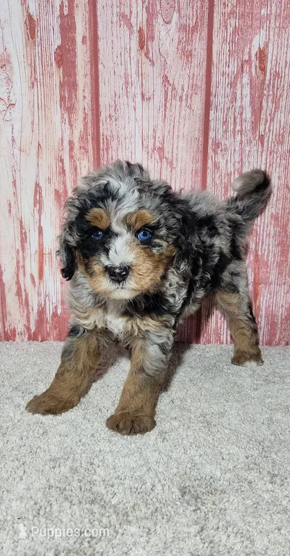 Ryker – Miniature Bernedoodle puppy for sale in Odon, IN