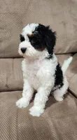 Bella, a female Miniature Bernedoodle for sale in Odon, IN – 2 of 4