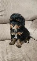 Cooper, a male Miniature Bernedoodle for sale in Odon, IN – 2 of 3