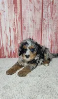Ryker, a male Miniature Bernedoodle for sale in Odon, IN – 3 of 3