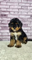 Milo, a male Miniature Bernedoodle for sale in Odon, IN – 2 of 4