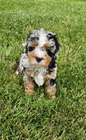 Tilly, a female Miniature Bernedoodle for sale in Odon, IN – 2 of 4