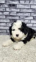 Waylon, a male Miniature Bernedoodle for sale in Odon, IN – 6 of 6