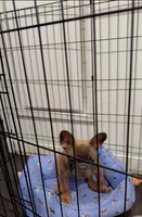 Fendi, a male French Bulldog for sale in Chicago, IL – 3 of 3