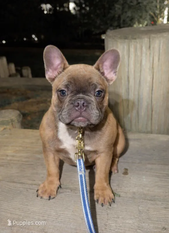 Fendi – French Bulldog puppy for sale in Chicago, IL