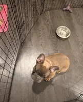 Fendi, a male French Bulldog for sale in Chicago, IL – 2 of 3