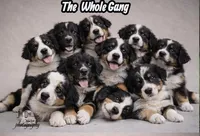 Patty Brown, a female Australian Shepherd for sale in Saint John, IN – Photo 7 of 9