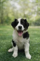 Patty, a female Australian Shepherd for sale in Saint John, IN – Photo 1 of 5