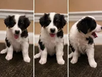 Patty, a female Australian Shepherd for sale in Saint John, IN – Photo 3 of 5