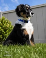 Roy Blue, a male Australian Shepherd for sale in Saint John, IN – Photo 1 of 9