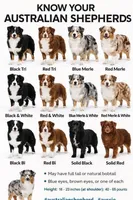 Roy Purple , a male Australian Shepherd for sale in Saint John, IN – Photo 5 of 6