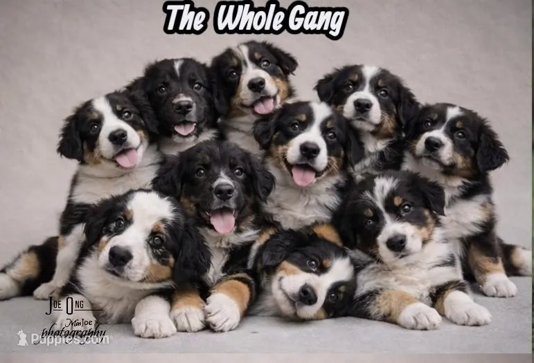 Roy Purple  – Australian Shepherd puppy for sale in Saint John, IN