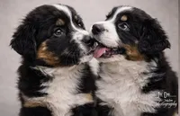 Roy Purple , a male Australian Shepherd for sale in Saint John, IN – Photo 2 of 6