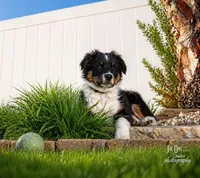 Roy Blue, a male Australian Shepherd for sale in Saint John, IN – Photo 2 of 9
