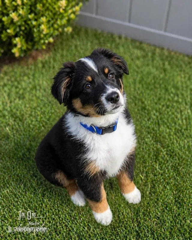 Roy Blue – Australian Shepherd puppy for sale in Saint John, IN