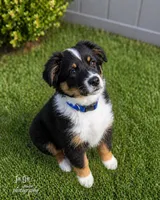 Roy Blue, a male Australian Shepherd for sale in Saint John, IN – Photo 3 of 9