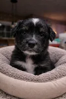 Chuck, a male Australian Shepherd for sale in Saint John, IN – Photo 3 of 4