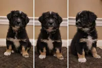 Chuck, a male Australian Shepherd for sale in Saint John, IN – Photo 2 of 4