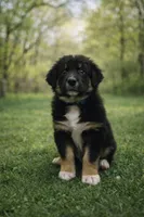 Chuck, a male Australian Shepherd for sale in Saint John, IN – Photo 1 of 4